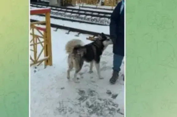 Собака найдена на станции Валентиновка, Королев.