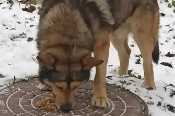 Найден пёс на ул. Шевченко, Тула