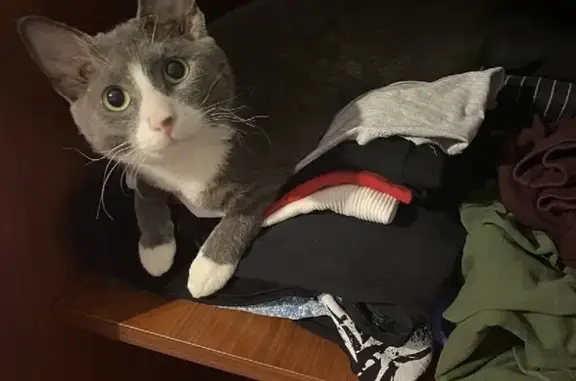 Кошки потеряшки, Санкт-Петербург, фото: Потеряшка кот Финик, Набережная канала Грибоедова 71