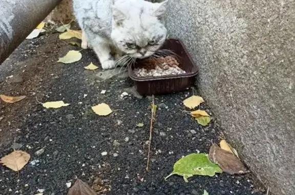 Найден кот на улице Ленина, 171 в Анапе