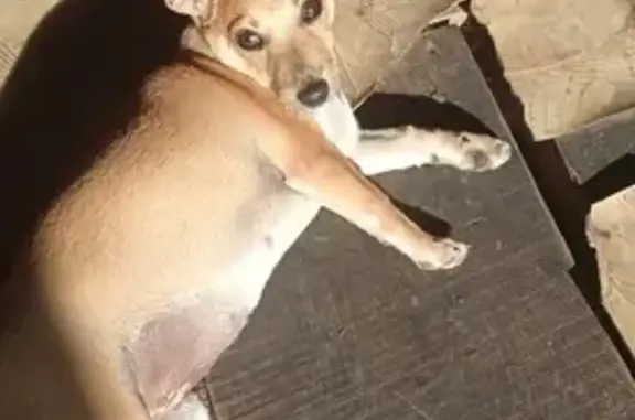 Пропала собака на Инской, Кемерово (тел. 89521716575)