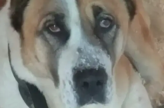 Найдена собака Алабай на Ямской улице, Тюмень