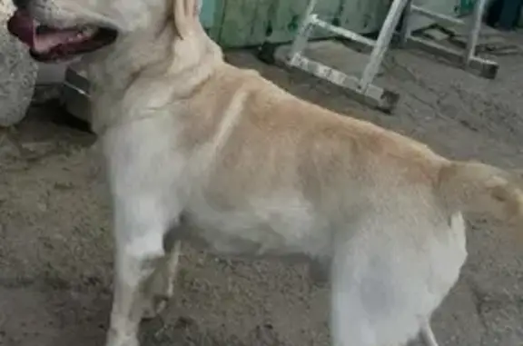 Собака найдена на Светлой улице, 48 в Новопавловске