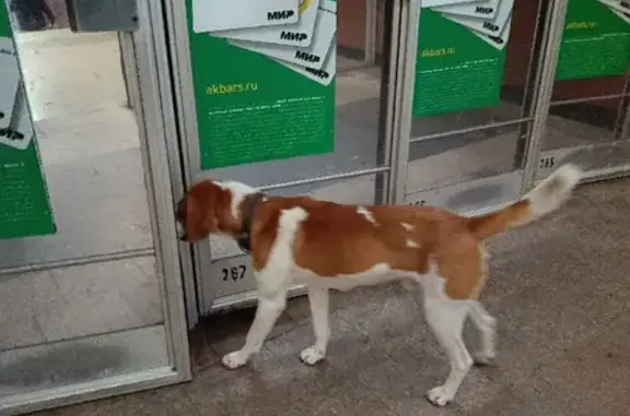 Собака с ошейником на Проспекте Победы, Казань