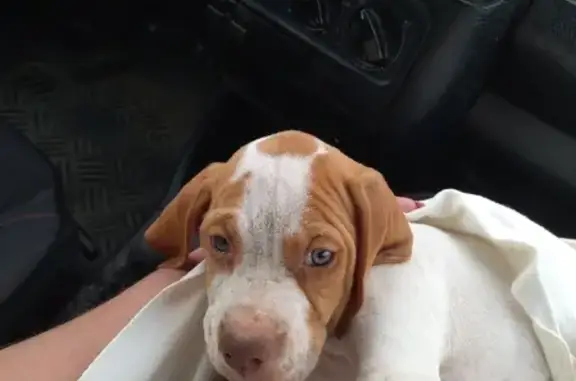 Собаки потеряшки, село Приозёрное, фото: Потеряшка собака на Клубной улице