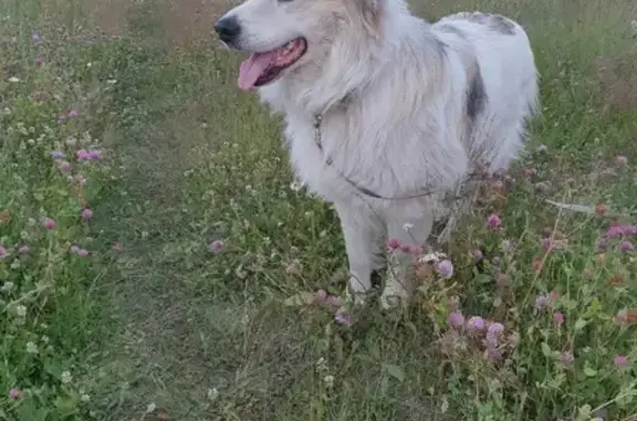 Пропала собака Дик в Куюки, Татарстан