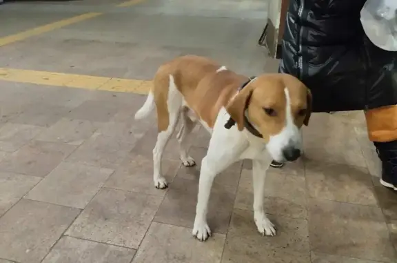 Найдена белая собака на пр. Победы, Казань