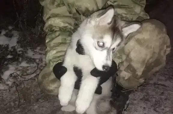 Найден щенок хаски в Коршаково.