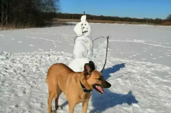 Собаки потеряшки, Санкт-Петербург, фото: Потеряшка собака Гоша, адрес - Капитанская улица, СНТ 