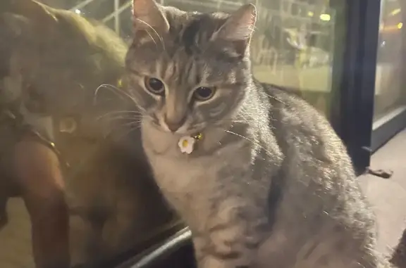 Найдена кошка, Ростов-на-Дону, фото: Найдена кошка на Пушкинской, 144А в Ростове