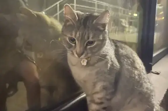 Найдена породистая кошка возле Легенда84 на Пушкинской, Ростов-на-Дону