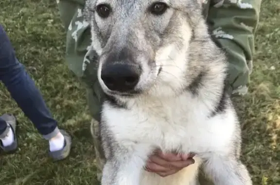 Собаки потеряшки, село Малая Лая, фото: Потеряшка собака Лайка на ул. Лесной, Лая