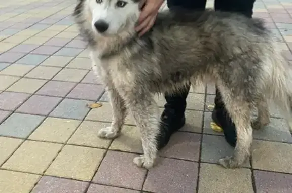Найдена собака в аэропорту Краснодар, адрес - улица Фадеева.