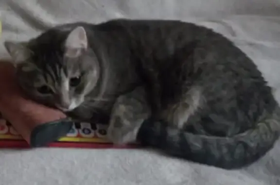 Кошки потеряшки, Новосибирск, фото: Потеряшка кошка на Кошурникова, 7/1, Новосибирск.