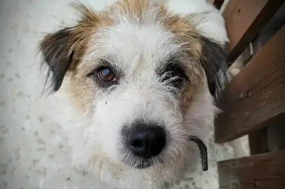 Пропала собака Ваня в дер. Бараки, Владимирская область
