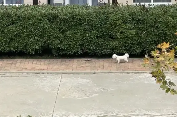 Найдена белая собачка на Парусной улице, Сириус