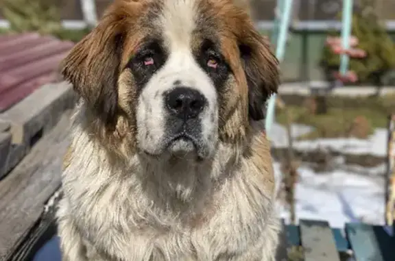 Собаки потеряшки, Тверь, фото: Потеряшка собака на Московской Сторожевой, нужно лечение! (адрес: 1-й проезд М. Ульяновой, 29, Тверь)