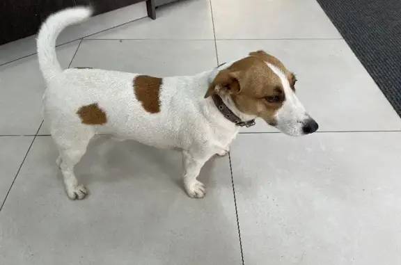 Собака ждет хозяев на заправке в Сочи