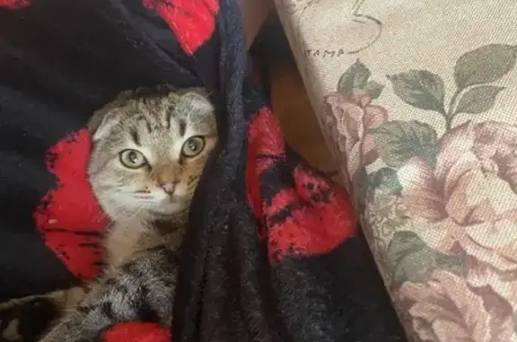 Кошки потеряшки, , фото: Потеряшка кошка на ул. Кирова 92, Армавир