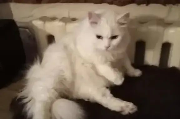 Объявления о пропавших и найденных животных, Курган, фото: Пропала кошка в Кургане, ул. Красина, 75А