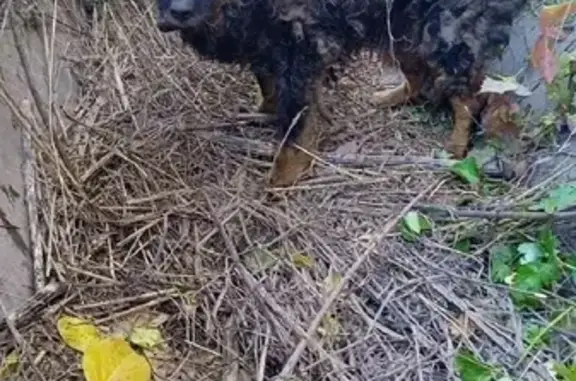 Найден голодный пес с хаки ошейником в Ессентуках