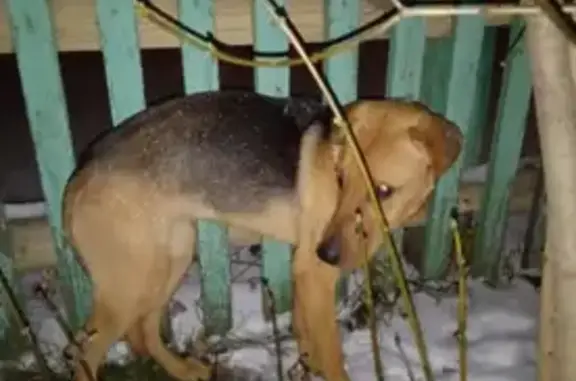 Найдена собака на Магистральной 12А в Казани