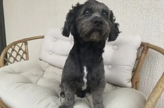 Найдена собака, Новороссийск, фото: Найден пёс на Анапском шоссе, 18.