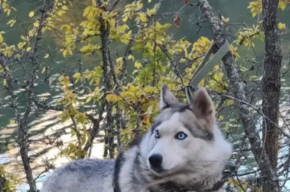 Пропала собака породы хаски в Изобильном, Крым.