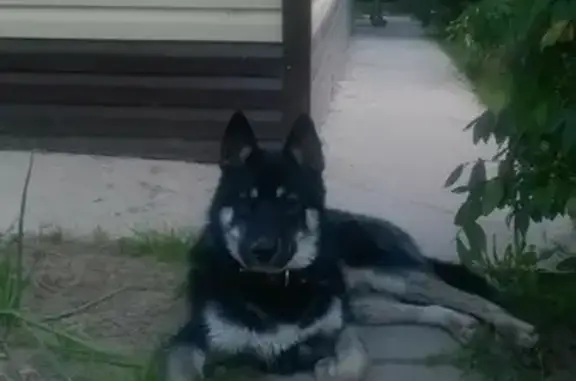 Пропала собака Метис хаски на Центральной улице, Алешня