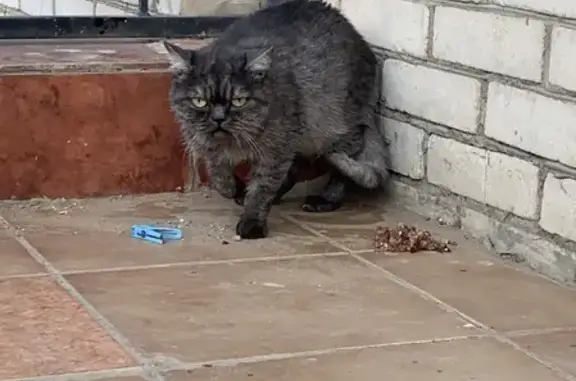 Найдена ласковая кошка на Кубанской, 23Б