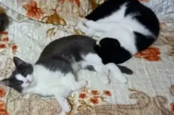 Потерянные животные деревня Шопино, фото: Пропала кошка Кошечка в Романовском переулке, Шопино.