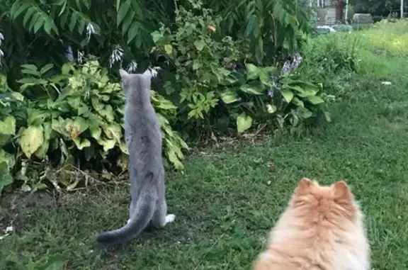 Собаки потеряшки, Глебово, фото: Потеряшка кремо-рыжий шпиц в Глебово