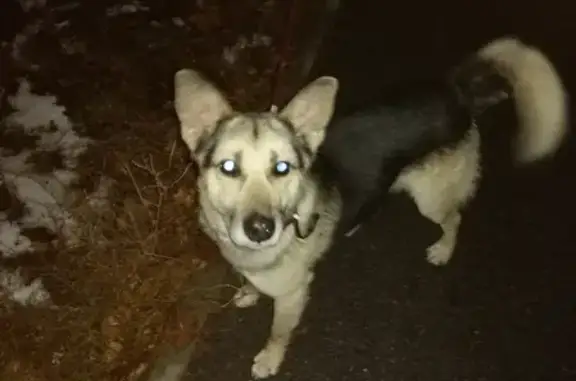 Найдена собака на Ладожской улице, ищем хозяина