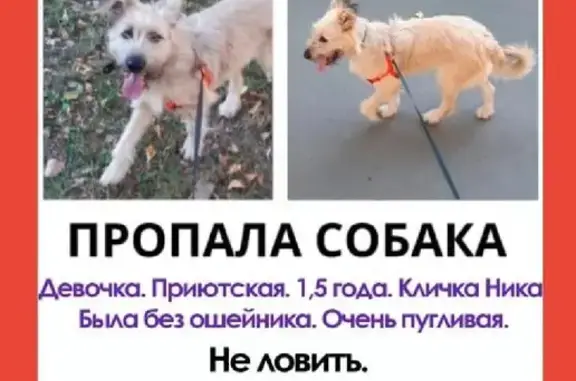 Пропала собака в Московской области, ищем Нику!