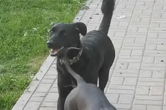Пропала собака в Подольске: помогите найти Вилли! 🦮💔