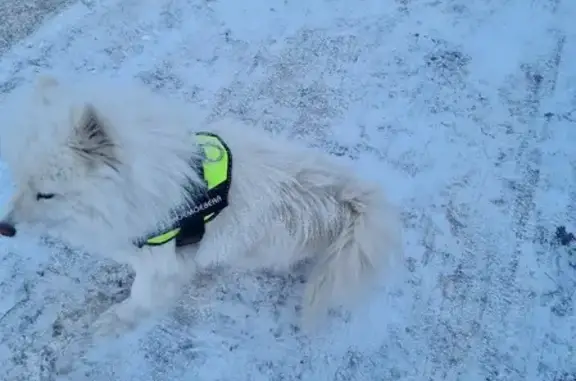 Найдена собака на улице Ленина, 34, Кайдаловка