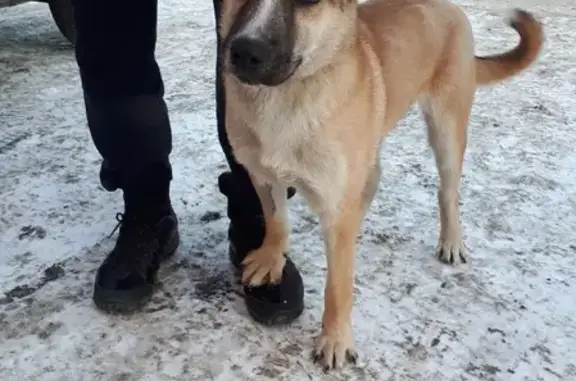 Найден щенок на ул. Урицкого, Тюмень, ищу хозяина