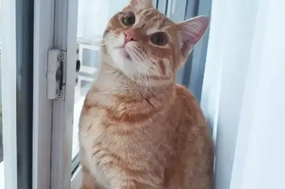 Найдена рыжая кошка на ул. Бартеневская, Южное Бутово