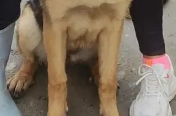 Пропала собака Лейя на ул. Есенина, Баклаши