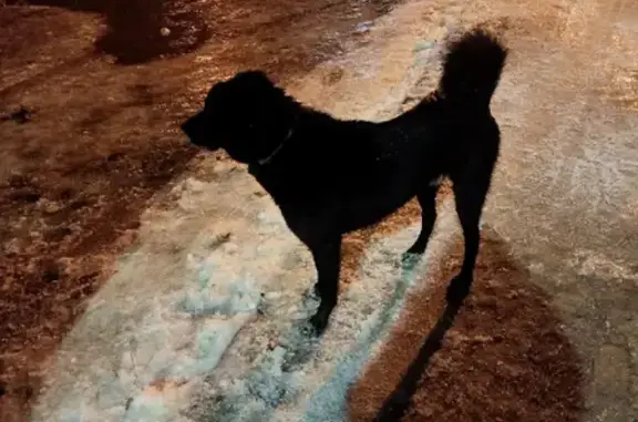 Найдена собака на Ворошилова 37, Воронеж