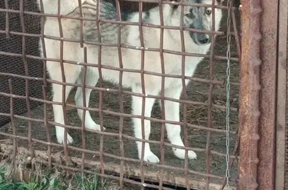 Собаки потеряшки, Новокузнецк, фото: Потеряшка Северная лайка в Мундыбашском поселении