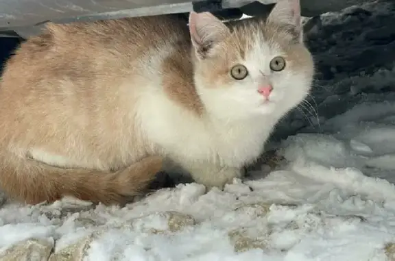 Найдены бездомные котята в Селе Ворсино, Калужская область