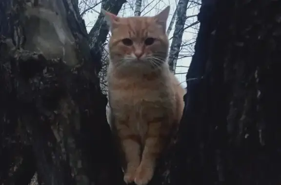 Пропала кошка на ул. Прохорова, 26 в Йошкар-Оле