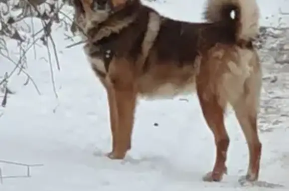 Пропала собака-лайка в Чепелево, Московская область