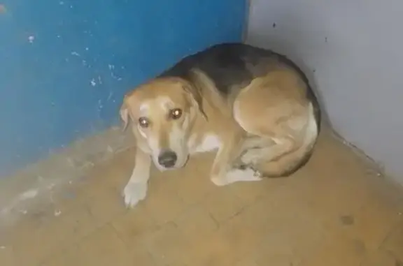 Собака найдена на Ереванской, 60 в Екатеринбурге