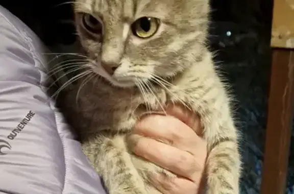 Найдена домашняя кошка с ошейником на ул. Ген. Хлебникова, 52 в Иваново