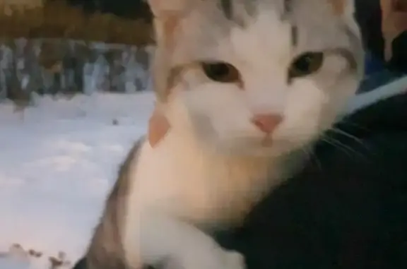 Кошка найдена в магазине Дружба, ул. Димитрова 16, Железногорск