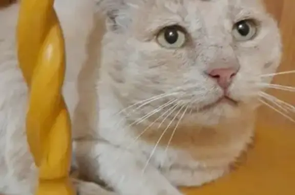 Кошка рыжего окраса найдена в Наро-Фоминске
