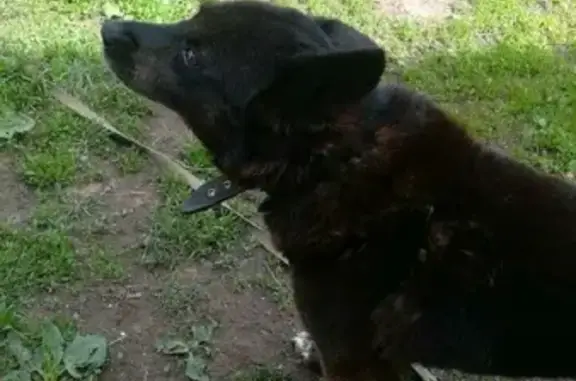 Пропал старый чёрный пёс с ошейником в Елово, Пермский край