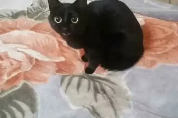 Кошки потеряшки, Йошкар-Ола, фото: Потеряшка кошка на бульваре Победы в Йошкар-Оле